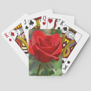 USA, Kansas, Red Rose Playing Cards