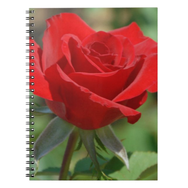 USA, Kansas, Red Rose Spiral Notebook (Front)