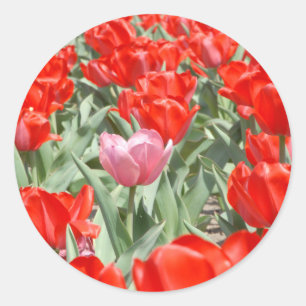 USA, Kansas, Red Tulips With One Pink Tulip Classic Round Sticker