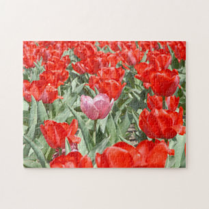 USA, Kansas, Red Tulips With One Pink Tulip Jigsaw Puzzle