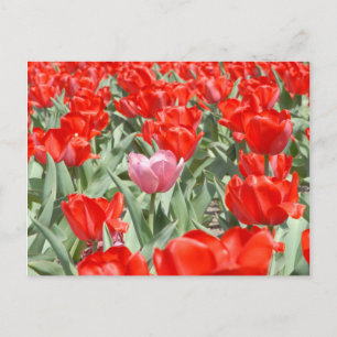 USA, Kansas, Red Tulips With One Pink Tulip Postcard