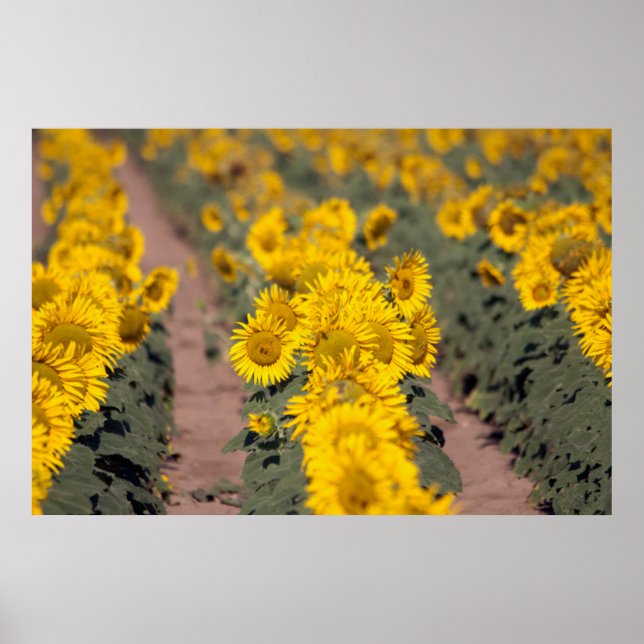 USA, Kansas. Sunflowers (Helianthus Annuus) Poster (Front)