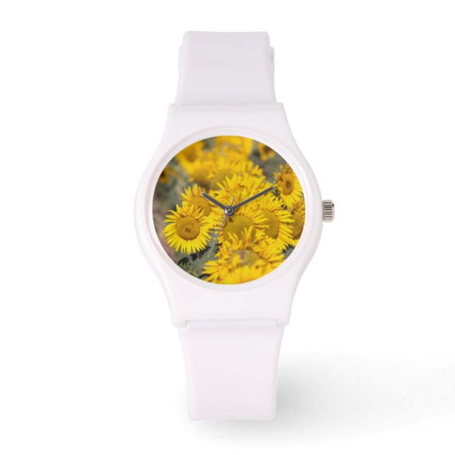 USA, Kansas. Sunflowers (Helianthus Annuus) Watch (Front)