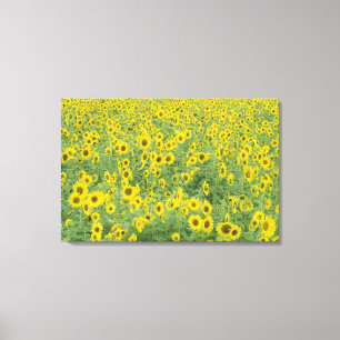 USA, Kentucky, Fayette County Pattern in field Canvas Print