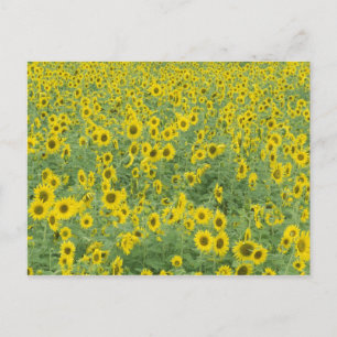 USA, Kentucky, Fayette County Pattern in field Postcard