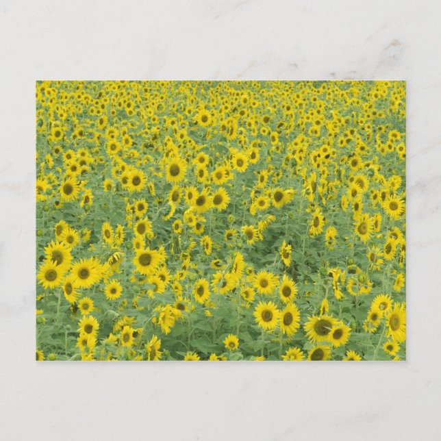 USA, Kentucky, Fayette County Pattern in field Postcard (Front)