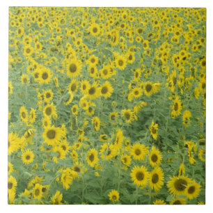 USA, Kentucky, Fayette County Pattern in field Tile