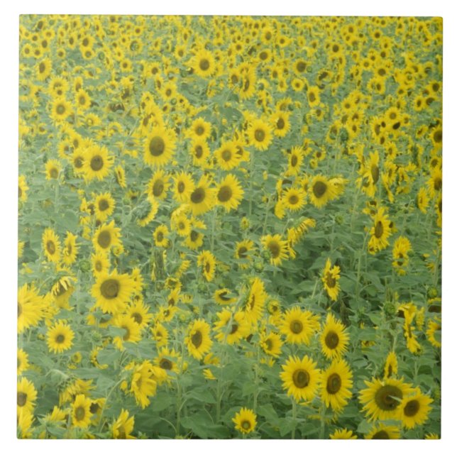 USA, Kentucky, Fayette County Pattern in field Tile (Front)