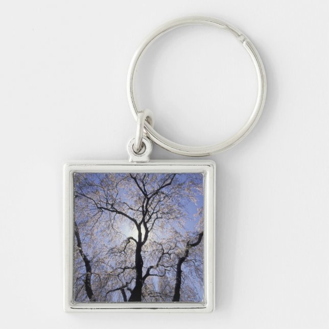 USA, Kentucky, Lexington. Backlit tree and Key Ring (Front)