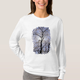 USA, Kentucky, Lexington. Backlit tree and T-Shirt