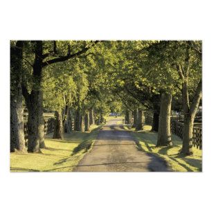 USA, Kentucky, Lexington. Tree-lined driveway, Photo Print