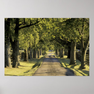 USA, Kentucky, Lexington. Tree-lined driveway, Poster
