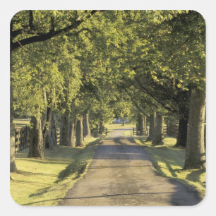 USA, Kentucky, Lexington. Tree-lined driveway, Square Sticker