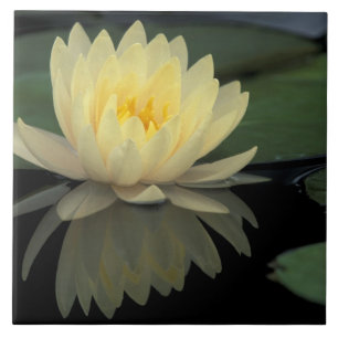USA, Kentucky, Louisville Domestic water lily, Tile