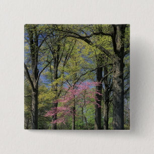 USA, Kentucky, Louisville. Eastern Redbud 15 Cm Square Badge