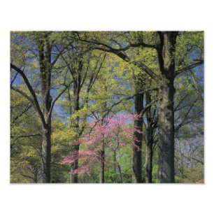 USA, Kentucky, Louisville. Eastern Redbud Photo Print
