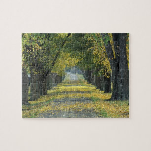 USA, Kentucky, Louisville. Tree-lined road in Jigsaw Puzzle