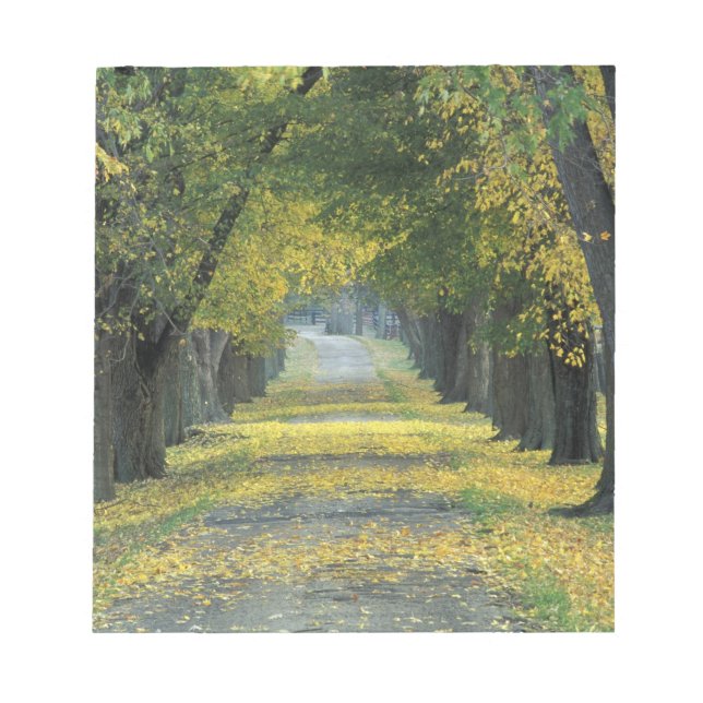 USA, Kentucky, Louisville. Tree-lined road in Notepad (Front)