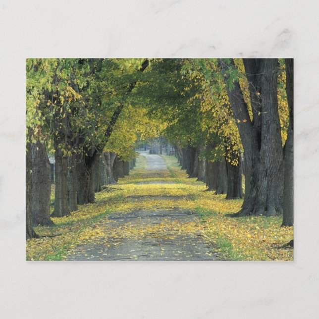 USA, Kentucky, Louisville. Tree-lined road in Postcard (Front)