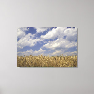 USA, Kentucky, Louisville. Wheat crop and Canvas Print