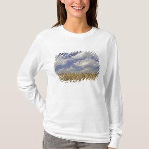 USA, Kentucky, Louisville. Wheat crop and T-Shirt