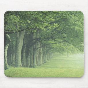 USA, Kentucky. Row of trees in spring Mouse Pad
