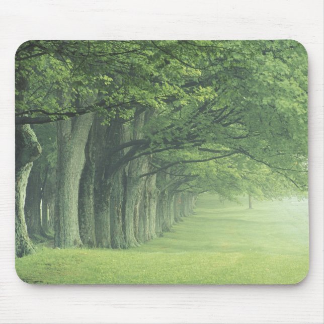 USA, Kentucky. Row of trees in spring Mouse Pad (Front)