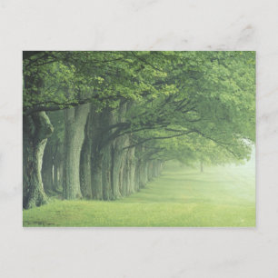 USA, Kentucky. Row of trees in spring Postcard
