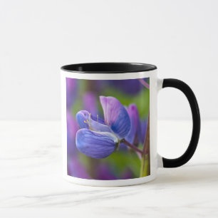 USA, Maine, Acadia National Park. Close-up of Mug