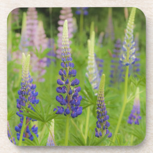 USA, Maine, Acadia National Park. Field of Coaster