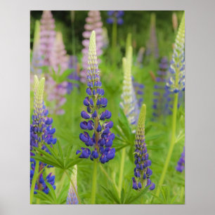 USA, Maine, Acadia National Park. Field of Poster