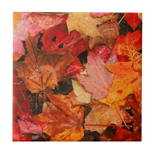 USA, Maine. Autumn maple leaves Tile (Front)