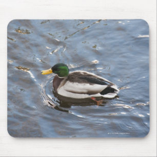 USA, Maine, Camden, Mallard Duck on lake Mouse Pad