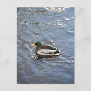 USA, Maine, Camden, Mallard Duck on lake Postcard