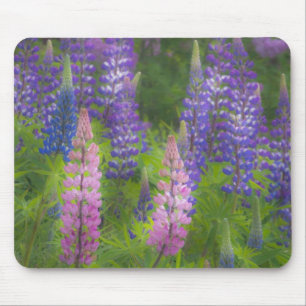 USA, Maine, Southwest Harbour. Blooming lupine Mouse Pad