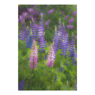 USA, Maine, Southwest Harbour. Blooming lupine Photo Print