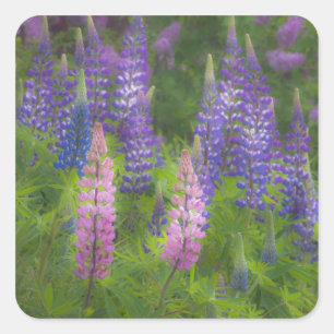 USA, Maine, Southwest Harbour. Blooming lupine Square Sticker