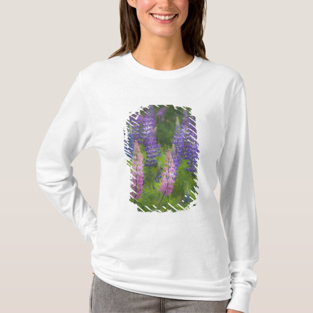 USA, Maine, Southwest Harbour. Blooming lupine T-Shirt (Front)
