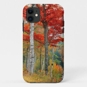 USA, Maine, Wyman Lake. Forest Of Birch Case-Mate iPhone Case