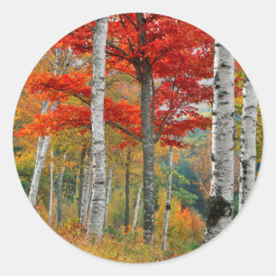USA, Maine, Wyman Lake. Forest Of Birch Classic Round Sticker