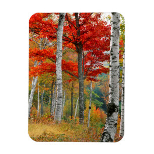 USA, Maine, Wyman Lake. Forest Of Birch Magnet