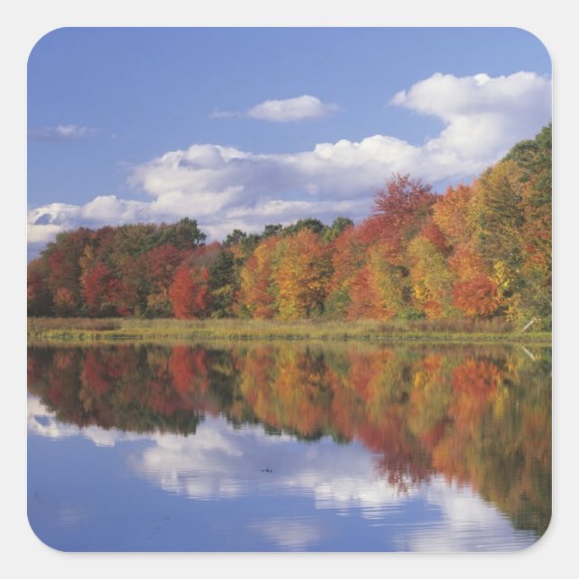 USA, Massachusetts, Acton. Reflection of autumn Square Sticker (Front)