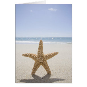 USA, Massachusetts, Cape Cod, Nantucket, close