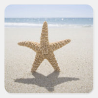 USA, Massachusetts, Cape Cod, Nantucket, close