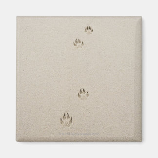 USA, Massachusetts, dog's track on sand Magnet