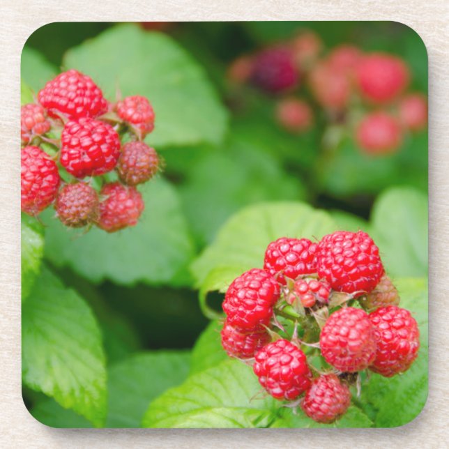 USA, Massachusetts, Nantucket. Ripe Raspberries Coaster (Front)