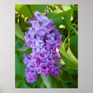 USA, Michigan. Blooming French Lilac Poster