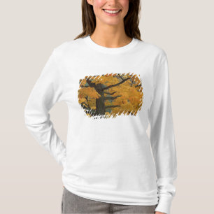 USA, Michigan, Close-up of sugar maple tree in T-Shirt