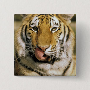USA, Michigan, Detroit. Detroit Zoo, tiger 15 Cm Square Badge