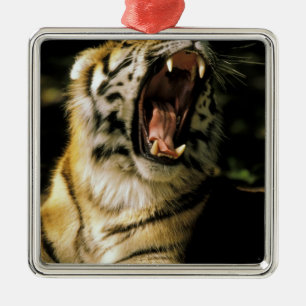 USA, Michigan, Detroit. Detroit Zoo, tiger 2 Metal Tree Decoration